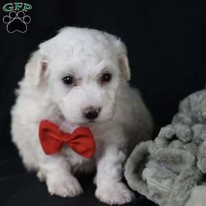 Bobby, Bichon Frise Puppy